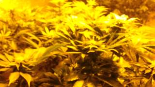 Psygen genetics