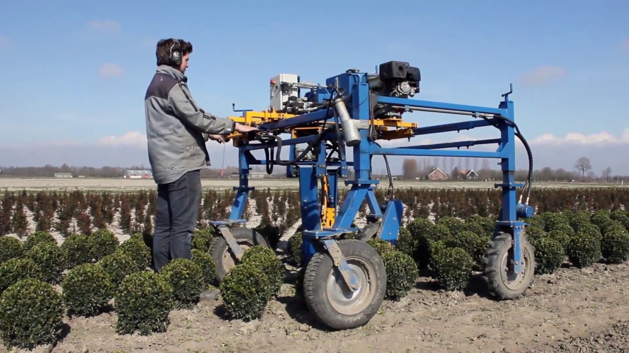 Kwekerij de Koeijer: Buxus