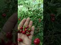 Red Round Chilli Gol Mirchi Ki Kheti Farming Mirchi Teekhi Highest Production Rate Viral Shorts Red Round Chilli Gol Mirchi Ki Kheti Farming Mirchi Teekhi Highest Production Rate Viral Shorts