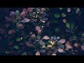 佛教音樂 - 油菜花開的季節