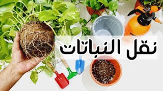 الطريقة الصحيحة لنقل النباتات / المواعيد المناسبة للنقل/متى يجب نقل النبات