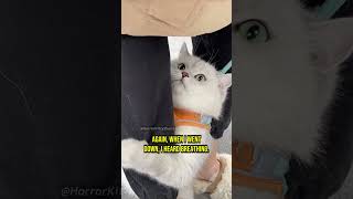 These Cats Witnessed An Unimaginable Horror - Chapter 7