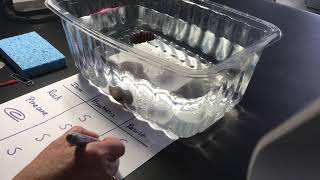 STEM Sink or Float