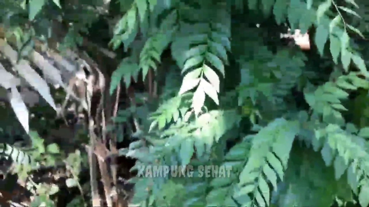 GOOD BYE DIARE.!! Daun Salam Koja Paling Ampuh Mengatasi Diare Dan Maag
