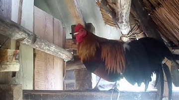 Qaib dib qua tuaj ceev-ไก่ขันดี 2019