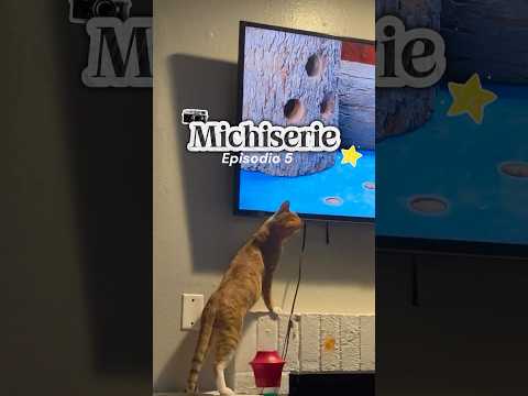 A tu gato le gusta ver la tele? #gatoslove #gatosnaranjas #animales