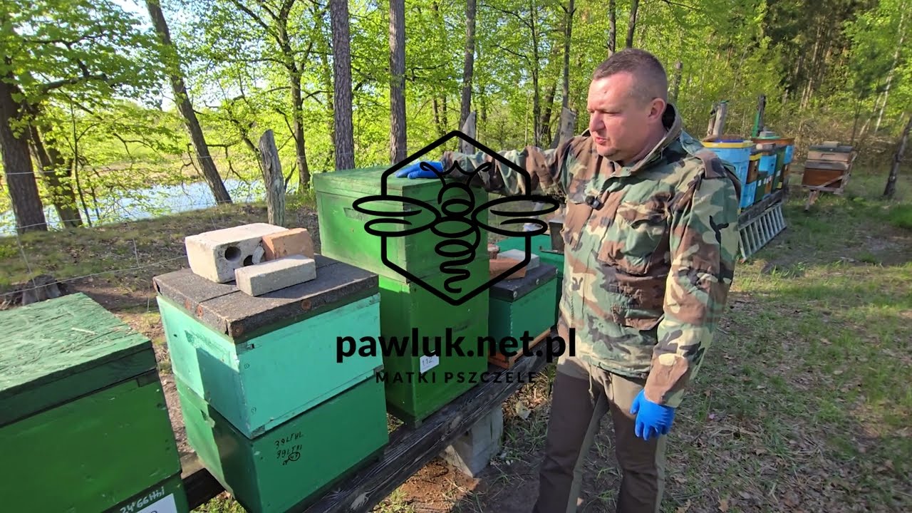 trzeci korpus Buckfast VSH linia Maratonka - koniec kwietnia 2025