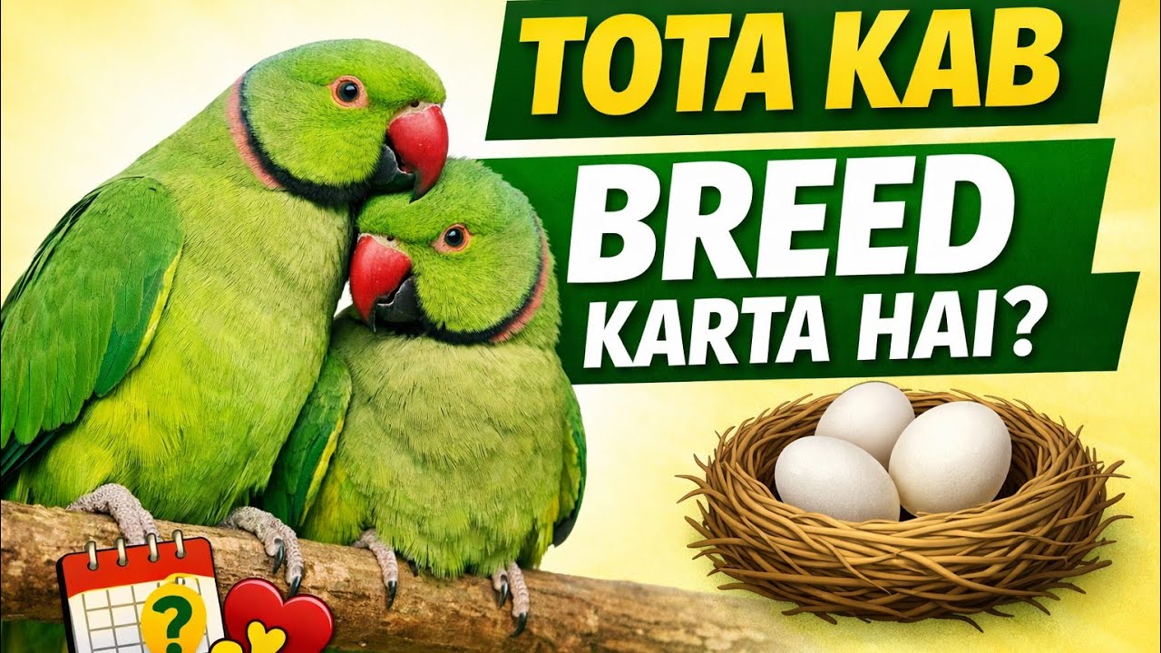 Indian Ringneck Parrot Breeding Season | Tota Kab Anda Deta Hai? In Hindi 