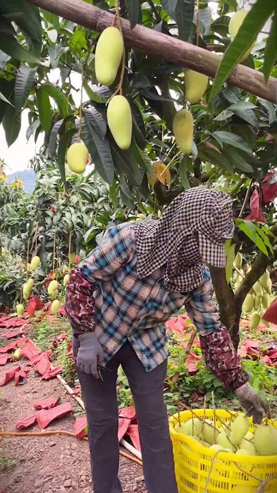 Proses pekebun sedang memetik buah mamgga yang bertumbuh banyak #shorts