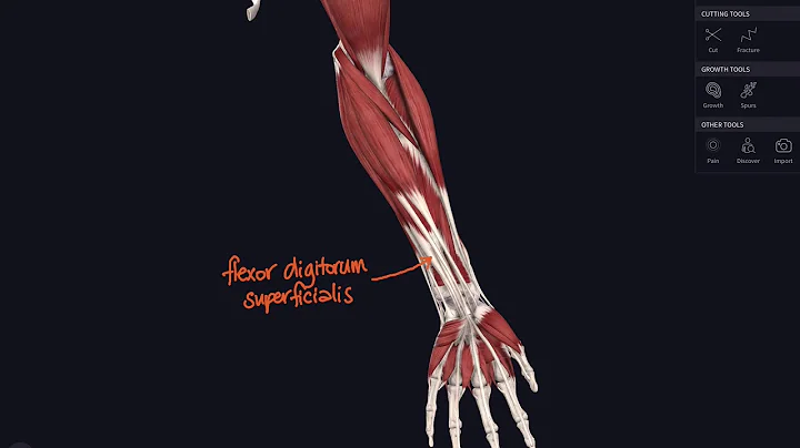 Lockdown Anatomy with Prof Alice Roberts #4: forearm flexors