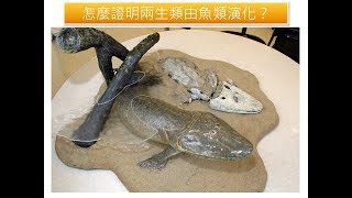 生物演化史01 -- 前寒武紀與古生代