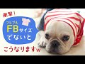 【周知】フレブルサイズの服を選ばないと、こうなりますwwフレンチブルドッグ用は普通のサイズとこんなに違う-frenchbulldog-