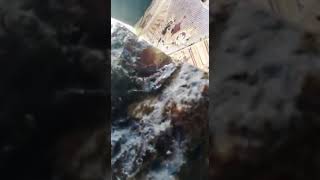 Amber ..Kahraman .Kehriber.. Berstein