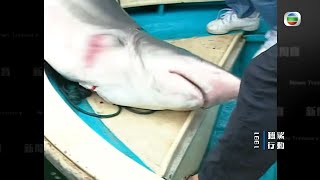 西貢1991年獵鯊行動 鯊魚咬死人變濫捕熱潮 -TVB新聞掏寶 -TVB News