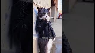 Smoke Purr 😺 | Whiskers &amp; Vapes 😊#cat #catvideos #catshorts #shortsfeed #kitten