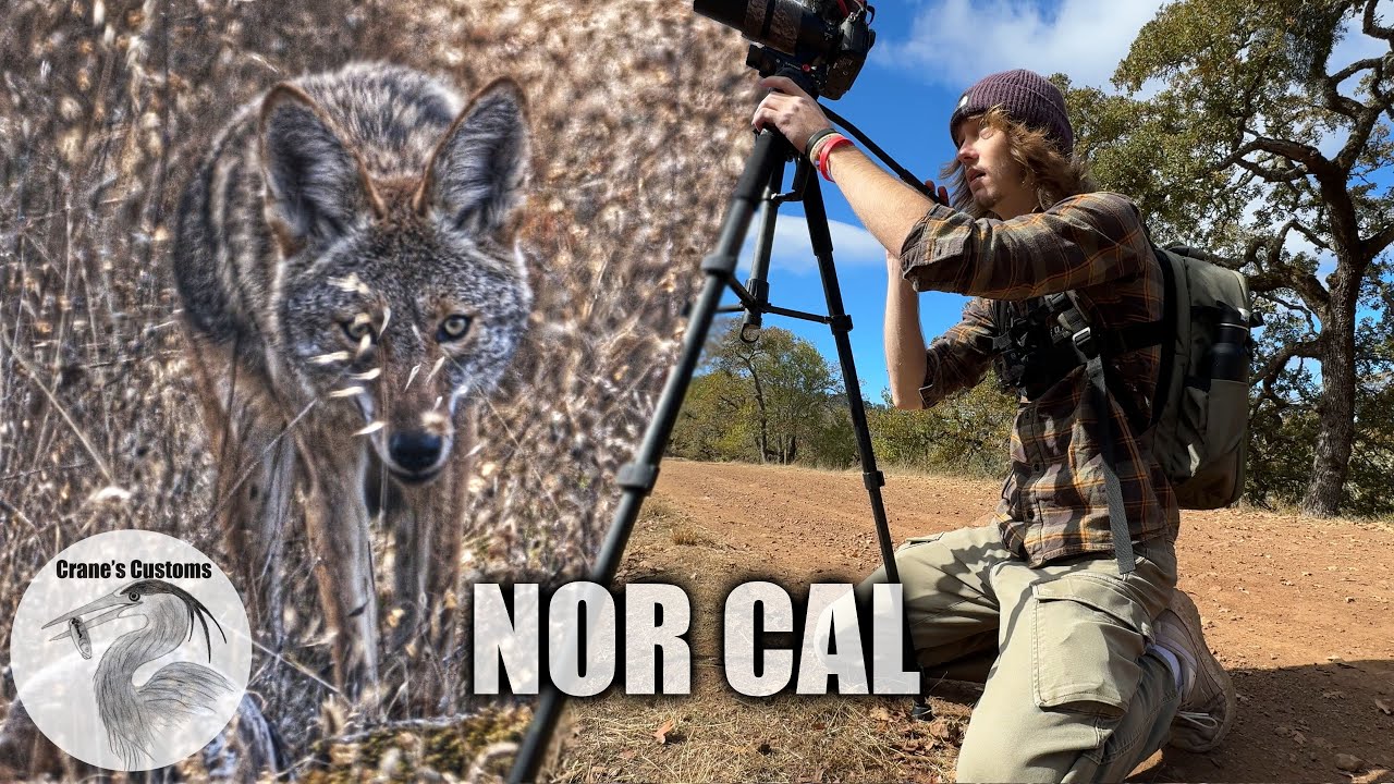 Filming Fall Wildlife (POV Wildlife Videography) - YouTube