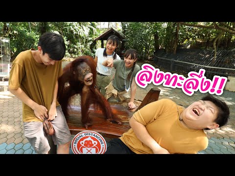 ถ่ายภาพกับอุรังอุตัง 🐵 ทะลึ่งสุดๆ !! | เที่ยวซาฟารี Safari World