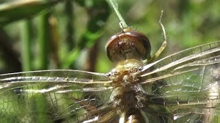 Red Saddlebags Dragonfly Freshly Emerged Male With Focus On Anatomy Tramea Onusta