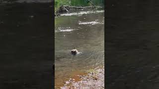 Video of 4K River Ranch, NM from Jennifer O.