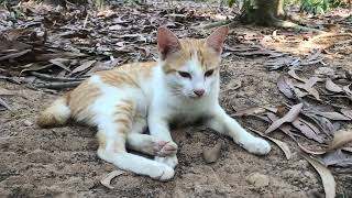 Cute cat finds food for lunch.