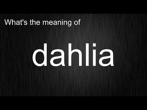 What S The Meaning Of Dahlia How To Pronounce Dahlia 