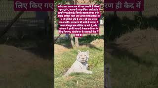 white tiger 🐯#bangaltiger#tiger#king#animallovers#wildlife #trend#1millionShorts