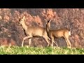 Косули и листопад || roe deer and leaf fall