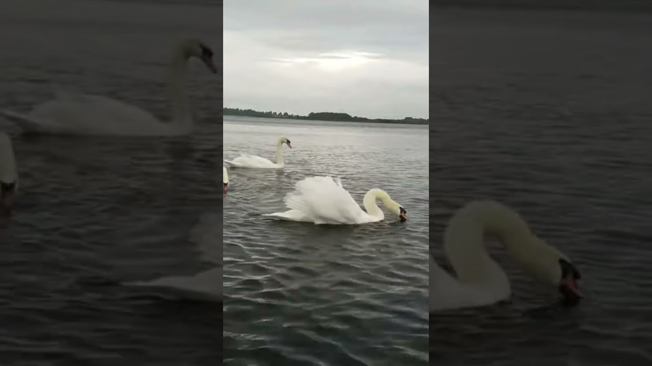 ANGRY MUTE SWAN WINGS CURVED🦢KINNEGO MARINA IRELAND🇮🇪Subscribe🙏🏻LIKE🙏🏻