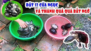 Lần Đầu tiên Đặt 12 Cửa Ngục Quá Bất Ngờ với thành quả || Tứng Anh 16T (12 gates to catch turtles)