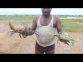 Huge Mud Crabs Cautch By The South-East Indian Cooked  With Their Culture