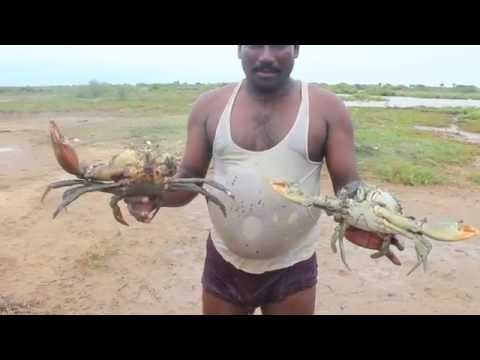 Huge Mud Crabs Cautch By The South-East Indian Cooked With Their Culture
