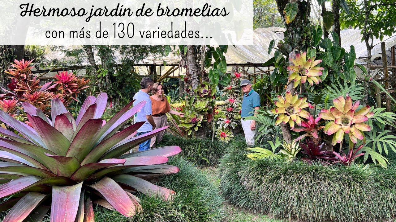 IMPRESIONANTE jardín con más de 18 mil Bromelias | Nativa tropical