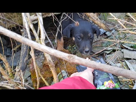 Video: Priimtas šuo išnaudojo visą savo gyvenimą po gelbėjimo, tausojantis daugiau nei 1000 kačių ir kačiukų