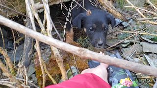 Puppies Hiding Underground Too Scared To Let Us Rescue Them