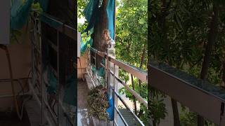 #panda #cute #funny #monkey #comedy #newमारवाड़ीcomedy 🐒🙊👍💐🙊🐒🤠😁🤪