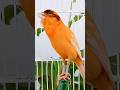 Chant Canaries Singing Canaris 230 تغريد الكناري 