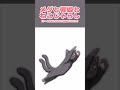 【Nightmare】メグと響姫とねこじゃらし【BlackCat】#Shorts