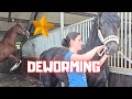 My birthday gift! | Deworming, wound care, foals outside | Friesian Horses