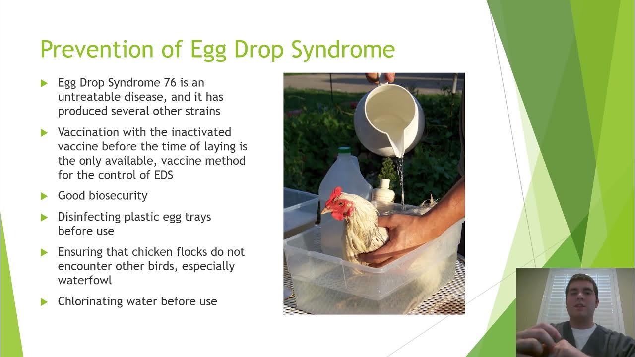 Egg Drop Syndrome 76 PowerPoint YouTube