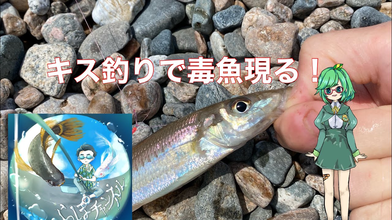 キス釣りしてたらハオコゼに刺されてみた Youtube キス釣りしてたらハオコゼに刺されてみた Youtube