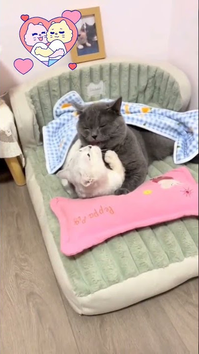 ROMANTIS BANGET KUCINGNYA 🥰 #shorts #hewanpeliharaan #kucingkawin #cats