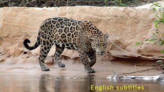Travesías Fotográficas al Pantanal : En busca del Jaguar Yaguarete. English subtitles
