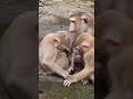 Watch Baby Monkey Fanta Bring Joy! 💖#virals #cute #monkeys #Ambertroop #Angkorwat #SovanaTroop