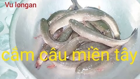 cắm câu mồi dế mùa nước nổi ở miền tây tập 3 trúng mánh