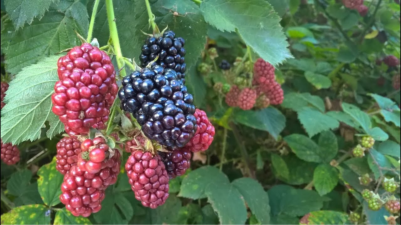 Farm update #6 August - YouTube