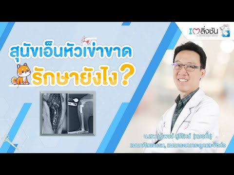 วีดีโอ: สุนัขมีความฝันและฝันร้ายหรือไม่?