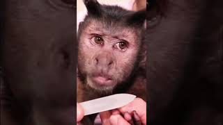 Monkey nail spa day #monkey #spa #smart #family #cute #shorts
