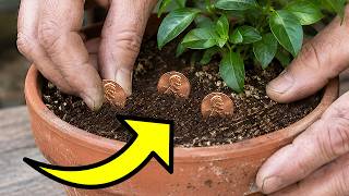 Use Pennies to Save Your Plants: A Simple Soil Hack screenshot 2