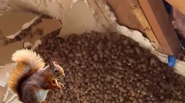 A Cache Of Acorns That Was Hidden By A Squirrel