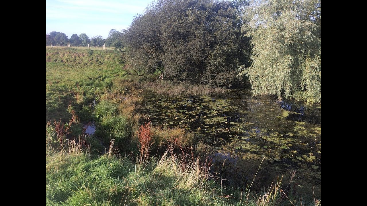 Feeding A Flight Pond For Wild Duck Youtube